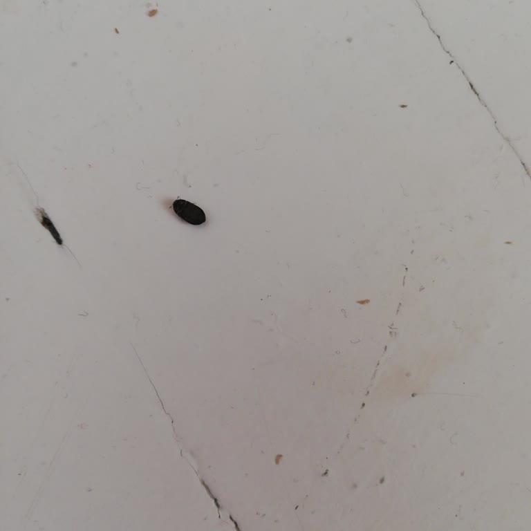 Aziziye Belediyesi Dadaşkent PTT Civarı İlaçlanması