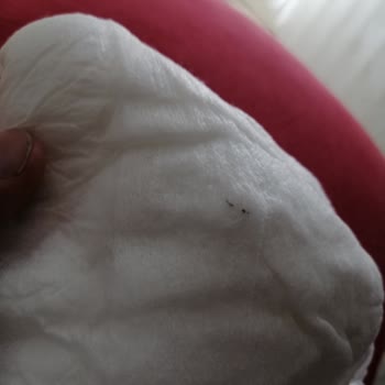 Purebaby Bez Zımbaya Benzer Parça