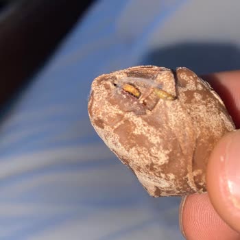 Alyan Food Kurtlu Ve Larvalı Ürünler