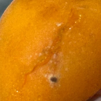 Yemeksepeti Market Küflü Ürün Sorunu