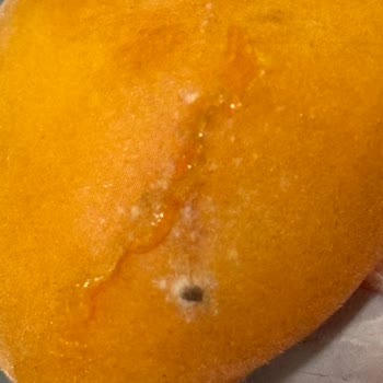 Yemeksepeti Market Küflü Ürün Sorunu