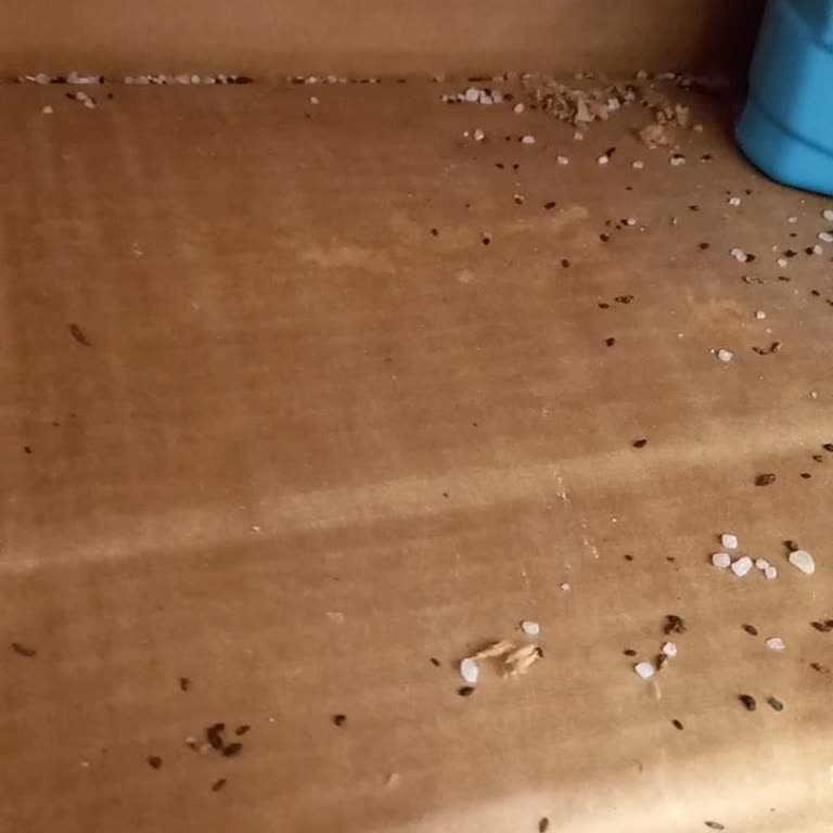 Şok Marketler 'de Fare Dışkısı