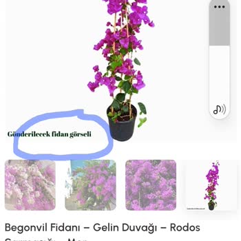 Tohumevi Yanlış Ürünler Gönderildi Muhatap Yok!