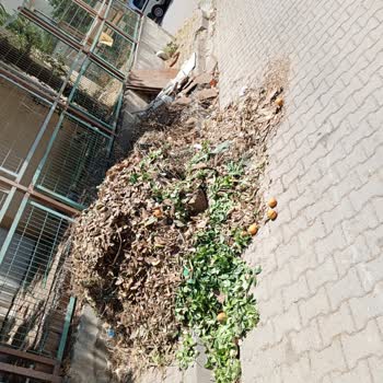 Darıca Belediyesi Darıca'da Temiz Çevre Hakkımızı İstiyoruz