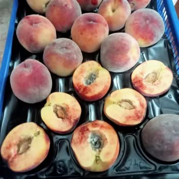 Metro Market Muğla Şubesi Bozuk Meyve Satışı