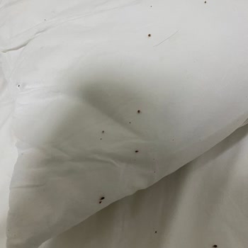 Körfez Öğretmenevi Böcek! Değil Koloni