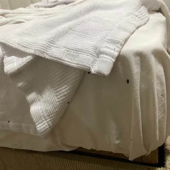 Körfez Öğretmenevi Böcek! Değil Koloni