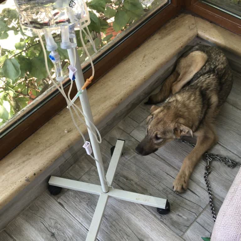 Beykoz Barınağı Tedavi Amaçlı Aldığı Yavru Köpeklere Virüs Bulaştırdı