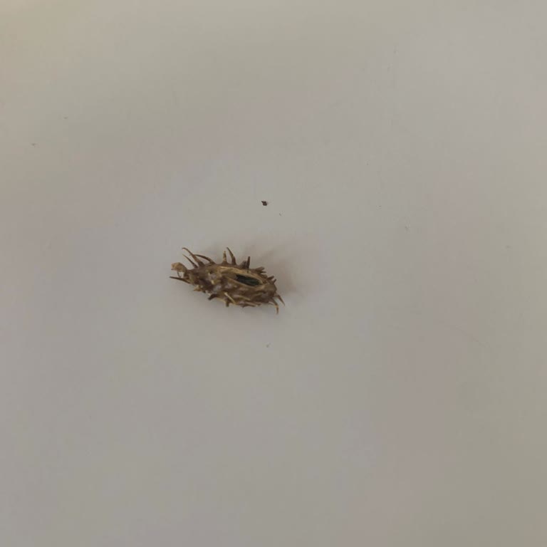 Philip Morris Sigara Dalından Böcek Çıkması