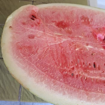 Yıldırımlar Süpermarket (Ereğli) Kelek Karpuzu İade Almıyor