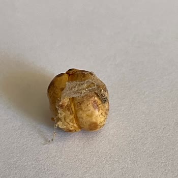 Migros Kurtlu Ve Bozulmuş Sarı Leblebi