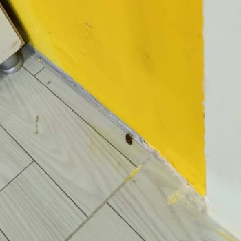 Anadolu Olimpik Hamamı, Spor Salonu Değil Sadece Hamamcılık