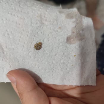 Tamek Garnitürde Beklenmedik Misafir