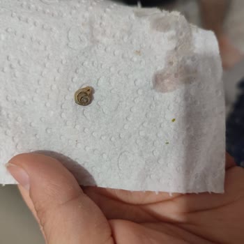 Tamek Garnitürde Beklenmedik Misafir