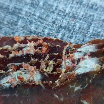 Şahin Sucukları Küflenmiş Ürün Satıyorlar