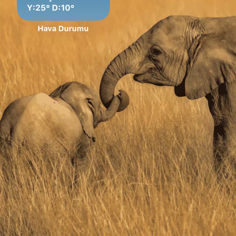 Vodafone Servis Yok Sorunu