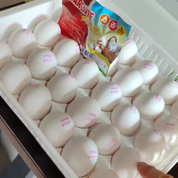 Öz Darende Yumurta L Boy Diye Satılan Yumurtalar 51-54 Gr