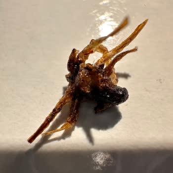 Ruffles Sade Cipsin İçinden Böcek Çıkması