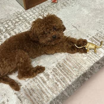 Vet-Ce Veteriner Kliniği Poodle Tıraşı