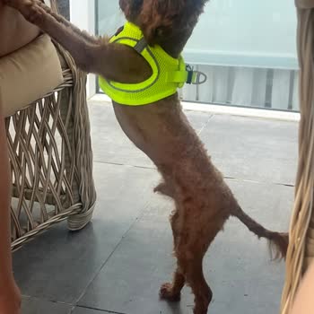 Vet-Ce Veteriner Kliniği Poodle Tıraşı