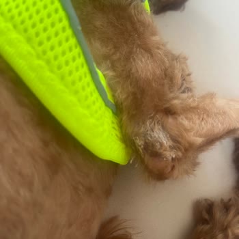 Vet-Ce Veteriner Kliniği Poodle Tıraşı