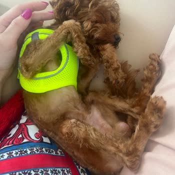 Vet-Ce Veteriner Kliniği Poodle Tıraşı