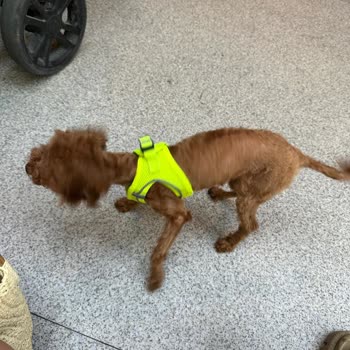 Vet-Ce Veteriner Kliniği Poodle Tıraşı
