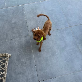 Vet-Ce Veteriner Kliniği Poodle Tıraşı