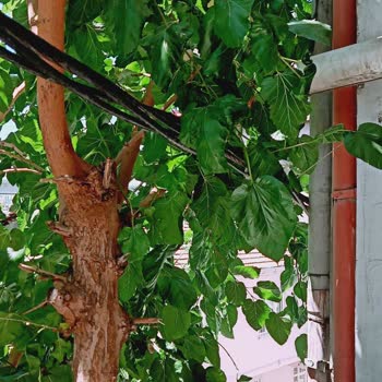 Boğaziçi Elektrik - BEDAŞ Yüksek Gelirim. Hattı Kablosu