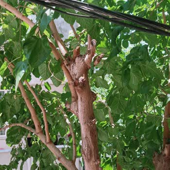 Boğaziçi Elektrik - BEDAŞ Yüksek Gelirim. Hattı Kablosu