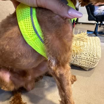 Vet-Ce Veteriner Kliniği Kötü Traşlama Hakkında