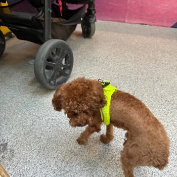 Vet-Ce Veteriner Kliniği Kötü Traşlama Hakkında