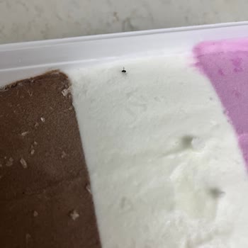 Algida Dondurma İçinden Açılan Donmuş Sinek