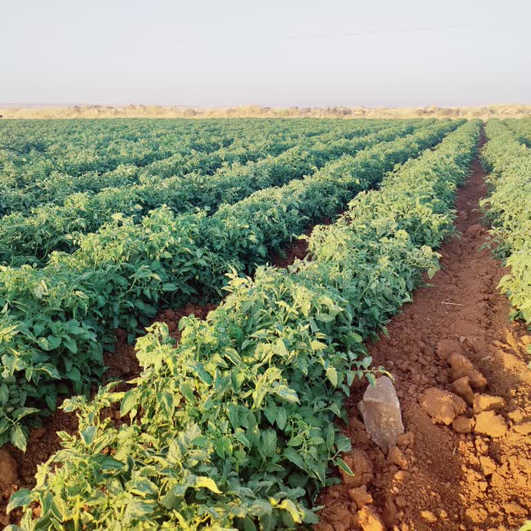 Dicle Elektrik Dağıtım Kesinti Sorunu