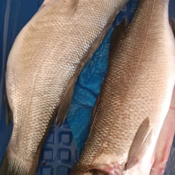 Getir Son Tüketim Tarihi Geçmemiş Bozuk Balığın İadesini Yapmadı