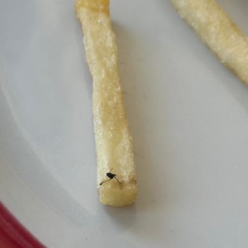 McDonald's Da Patateslerle Pişmiş Sinek