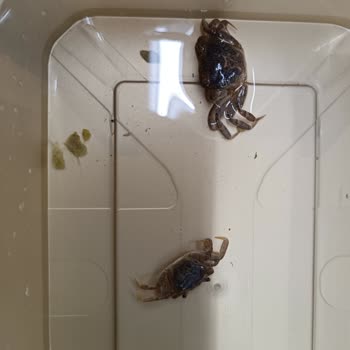 CanlıPetShop Canlipetshop.com İsmi Değişsin Ölü Petshop Olsun Petler Yolda Ölmesin