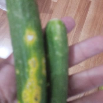 A101 Çürük Salatalık (şaka Gibi)