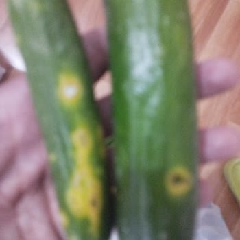 A101 Çürük Salatalık (şaka Gibi)