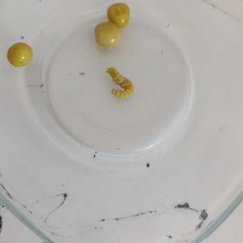 A101 Ürünüm Kusurlu Geldi