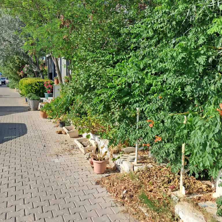 Foça Belediyesi Sahildeki Ev Sahiplerinin Sokakları İşgal Eden Peyzaj Çalışmaları