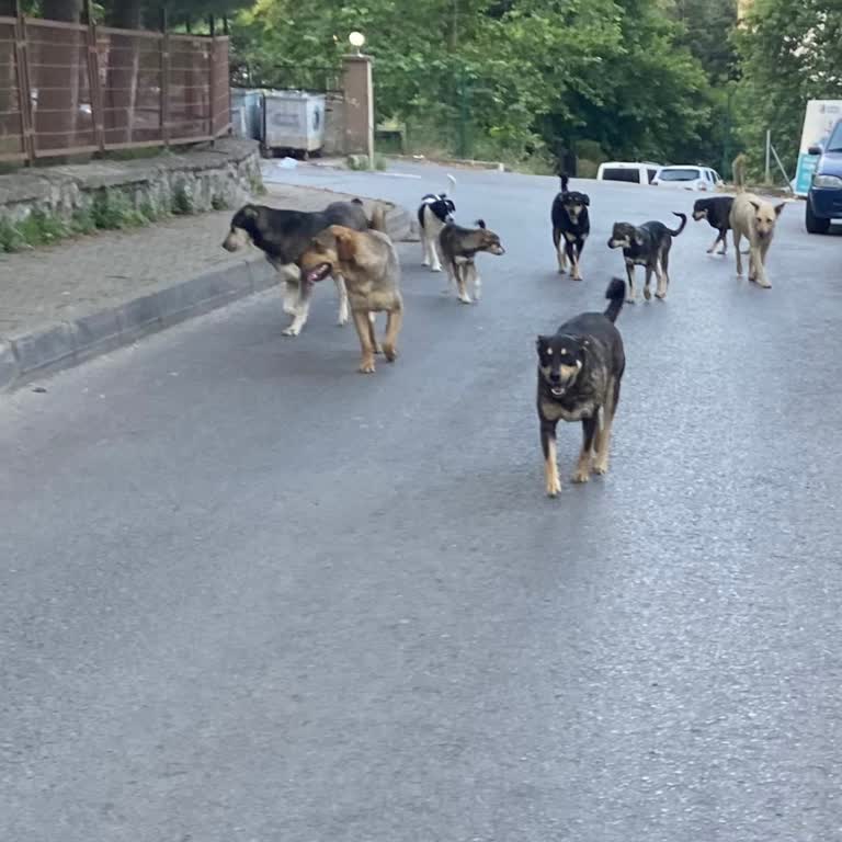 Kartal Belediyesi Site İçerisin De Köpeklerin Çokluğu