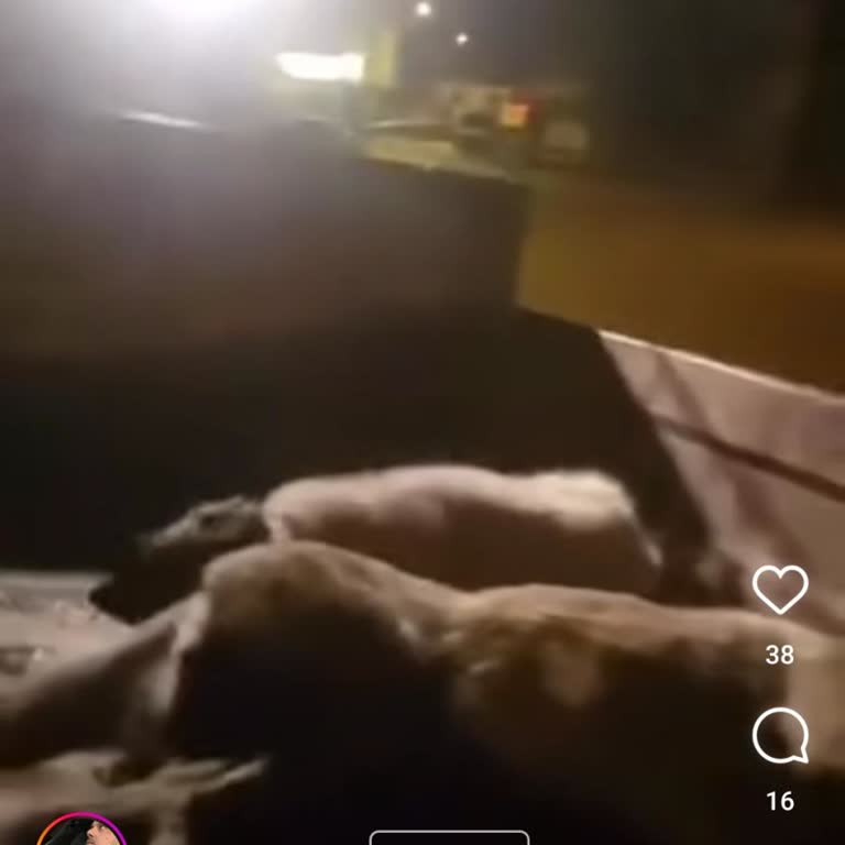 Aksaray Belediyesi Akçaören Aksaray Sokak Kopekleri Olduruluyor Mu?