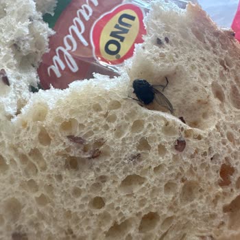 UNO Ekmeğinden Sinek Çıktı