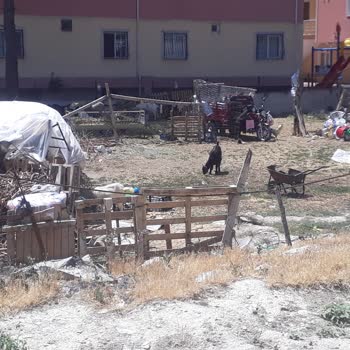 T. C. Cumhurbaşkanlığı Şehir Merkezinde Hayvanla Mücadele