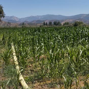 Kws Türk Tarım Pişman Etti Bizi