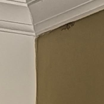 Labranda Ephesus Princess Kuşadası Odaya Kertenkele Girdi