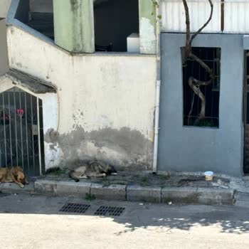Bayraklı Belediyesi Başıboş Köpek Sorunu