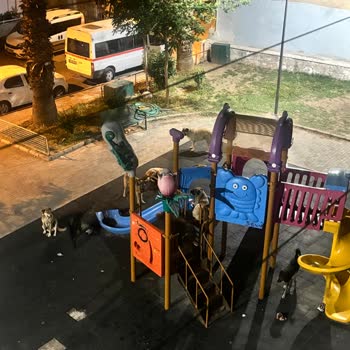 Bayraklı Belediyesi Başıboş Köpek Sorunu