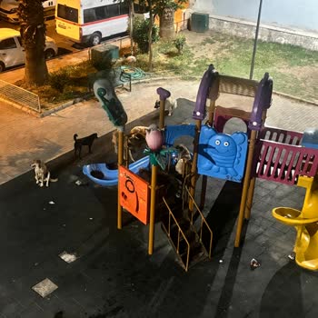 Bayraklı Belediyesi Başıboş Köpek Sorunu